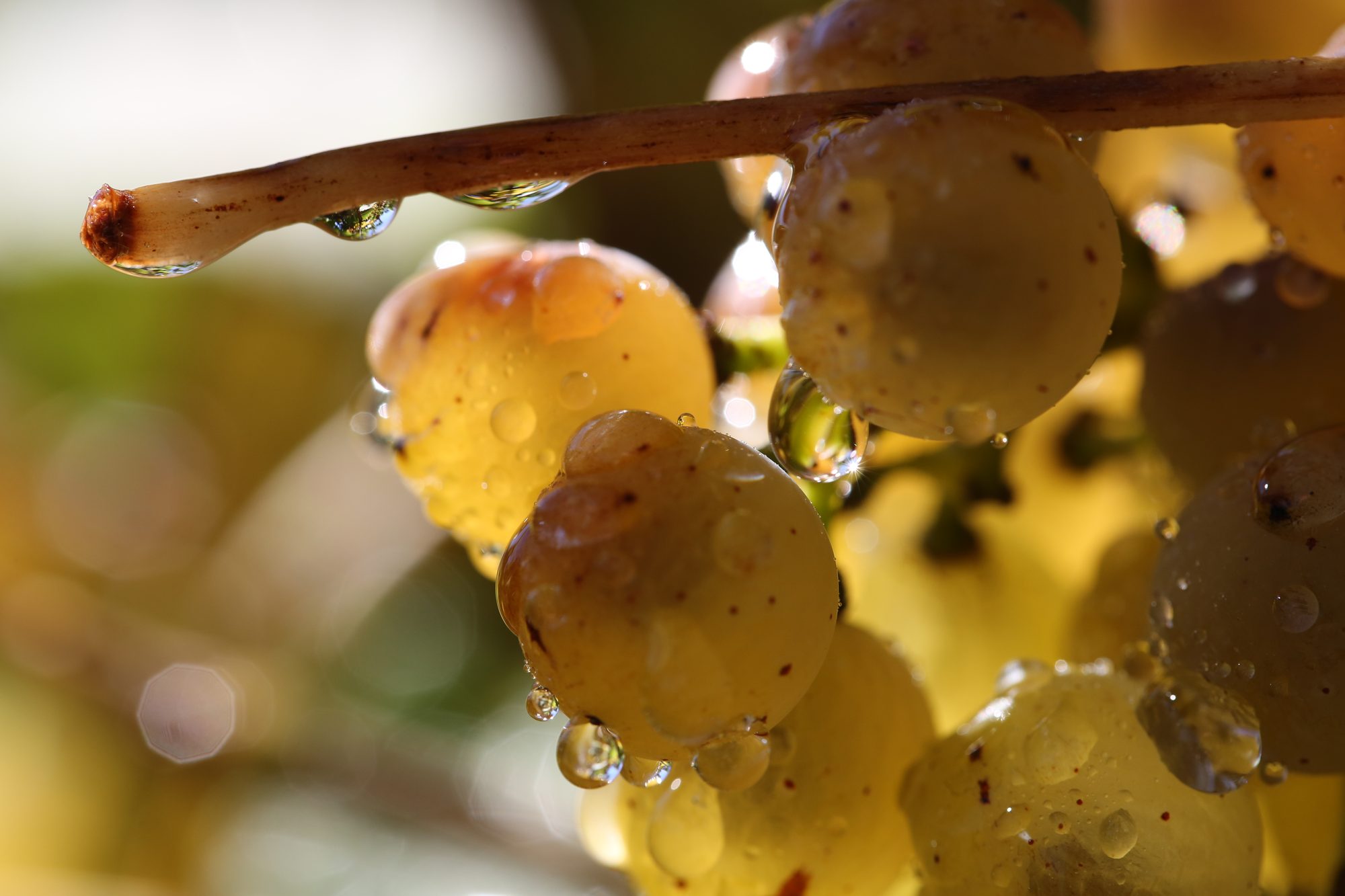 Cool-climate fruit on the vine