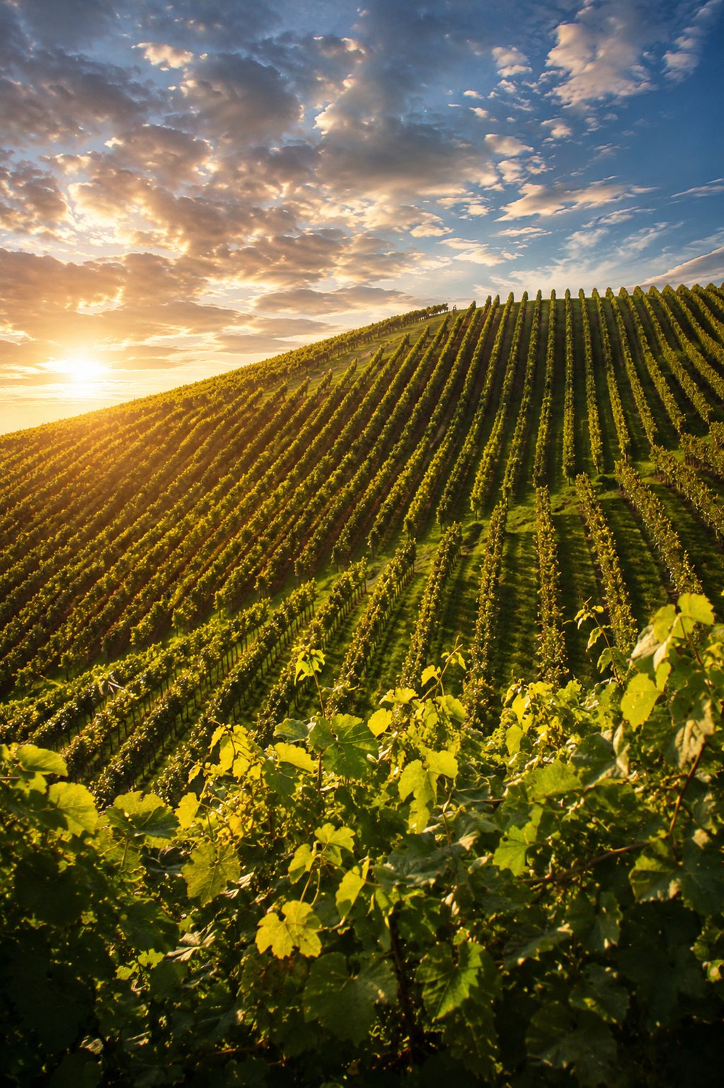 Hillside vineyard at golden hour